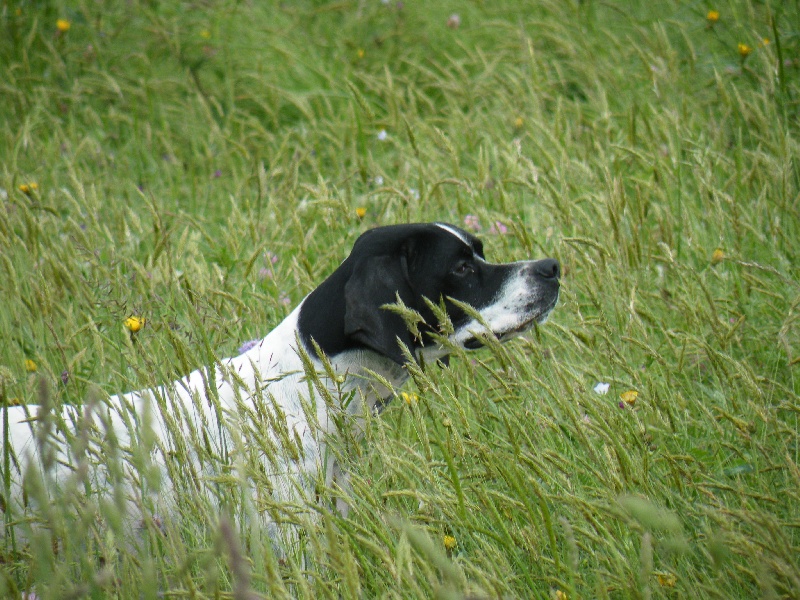 Chiens actuellement en dressage